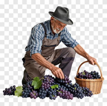 Farmer Harvesting Grapes PNG
