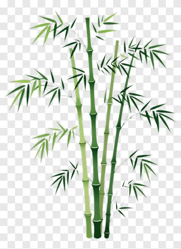 Bamboo Plant PNG