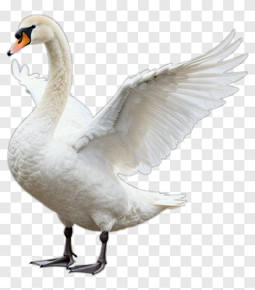 White Swan Spreading Its Wings PNG