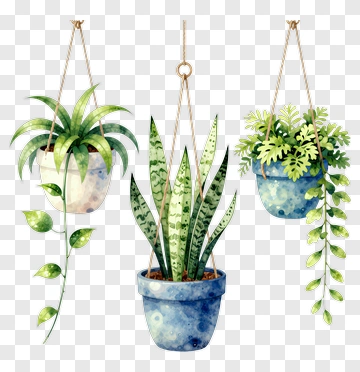 Hanging Planters With Various Green Plants PNG