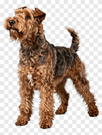 Airedale Terrier Standing Proudly PNG