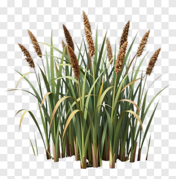 Tall Grass With Brown Seed Heads PNG