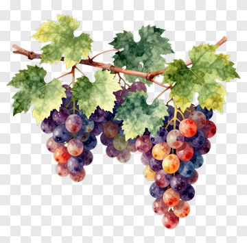Watercolor Grapes On A Vine PNG