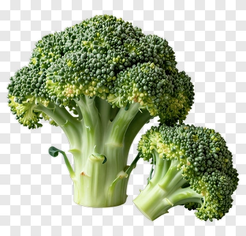 Fresh Broccoli Bunch PNG