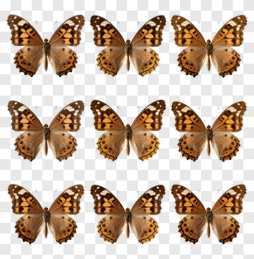 Butterflies Displayed In A Grid Pattern PNG