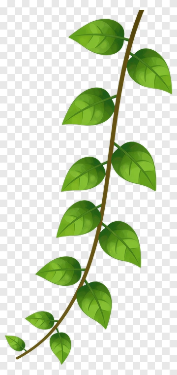 Green Leafy Vine PNG