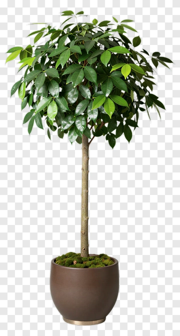 Potted Tree With Green Leaves PNG