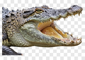 Crocodile With Open Mouth PNG