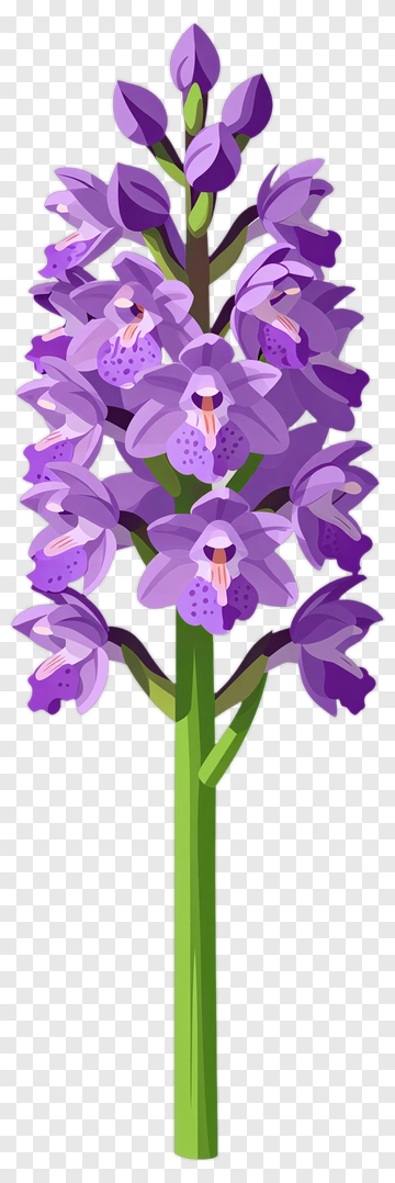 Purple Orchid Flower PNG