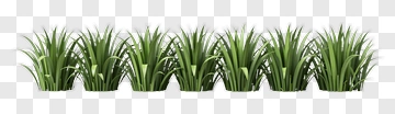 Green Grass Plant Arrangement PNG