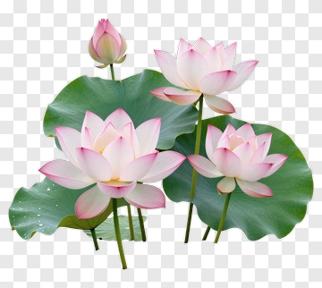 Lotus Flowers With Green Leaves PNG