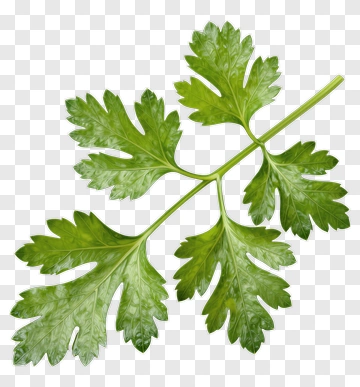 Fresh Cilantro Leaf PNG