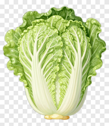 Fresh Green Cabbage PNG