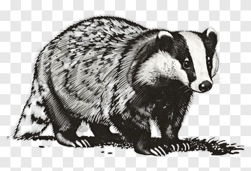 Illustration Of A Badger PNG