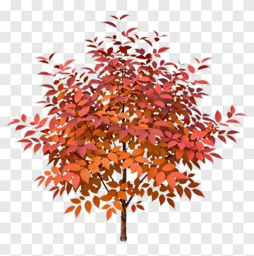 Colorful Tree PNG