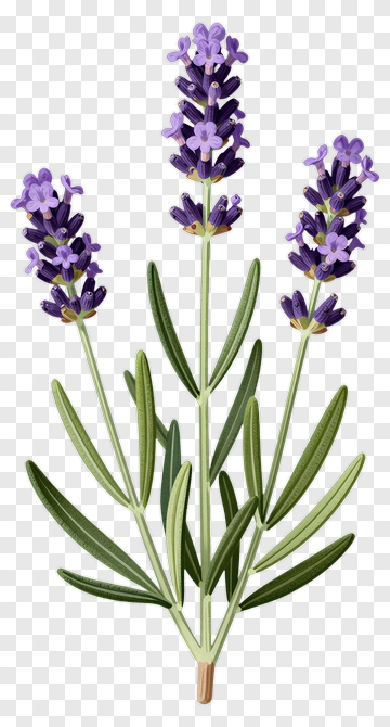 Lavender Flower Bouquet PNG