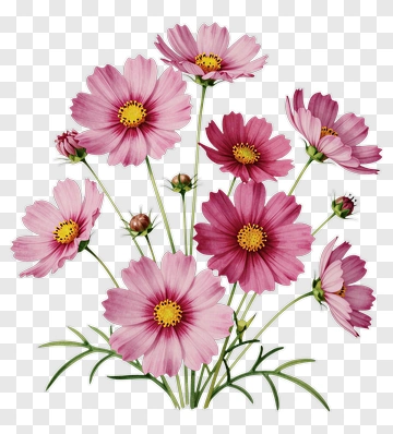 Pink Cosmos Flower Bouquet PNG