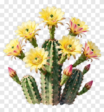 Cactus With Yellow Flowers PNG
