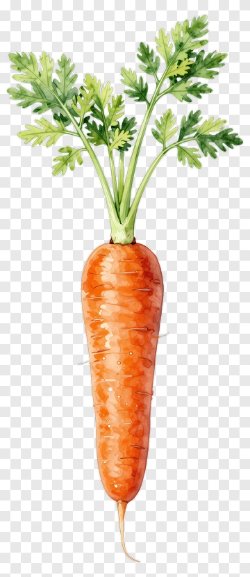 Watercolor Carrot With Green Leaves PNG