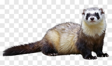 Ferret Standing On A White Background PNG