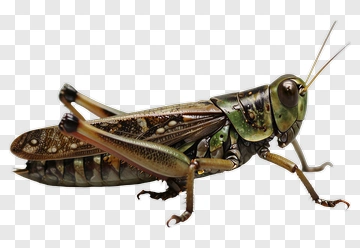 Realistic Grasshopper PNG