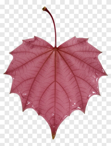 Pink Maple Leaf PNG