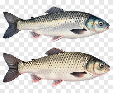 Realistic Fish Illustration PNG