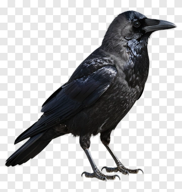 Black Raven Standing PNG