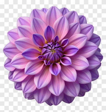 Colorful Dahlia Flower PNG