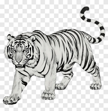 Realistic Tiger Walking PNG