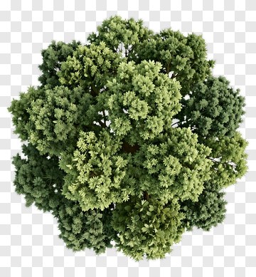 Green Tree PNG
