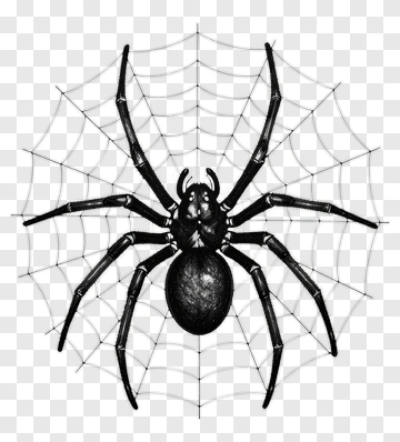 Black Spider On A Web PNG