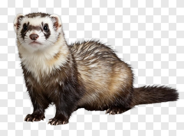 Ferret Standing On All Fours PNG