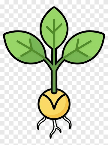Cartoon Plant With Green Leaves And Yellow Root PNG