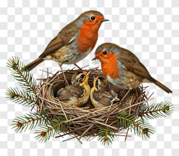 Family Of Robins In A Nest PNG
