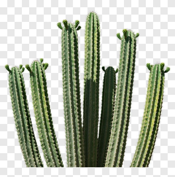 Cactus Plant With Multiple Stems PNG
