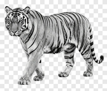 Black And White Tiger PNG