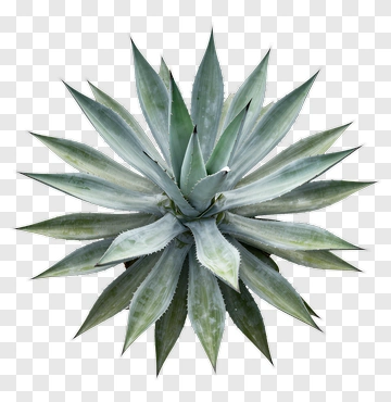 Agave Plant With Spiky Leaves PNG
