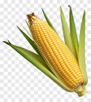 Fresh Corn On The Cob PNG