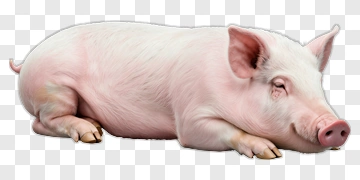 Realistic Pig Lying Down PNG