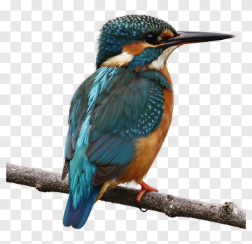 Kingfisher Bird Perched On A Branch PNG