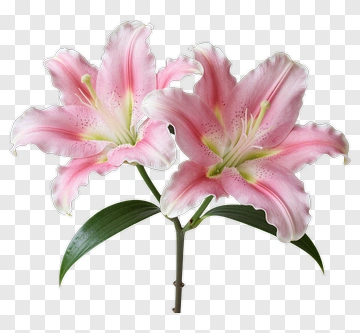 Pink Lily Flower Bouquet PNG