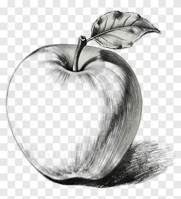 Sketch Apple With Leaf PNG