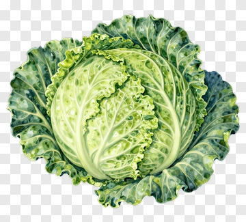 Fresh Green Cabbage PNG
