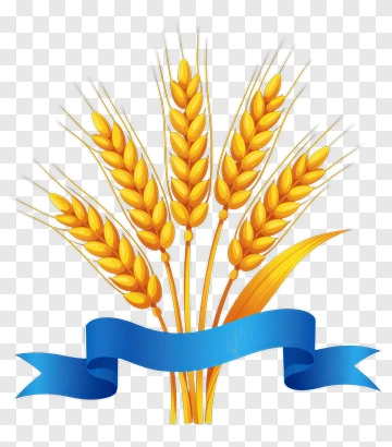 Wheat Sheaf With Blue Ribbon PNG