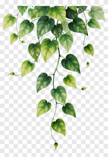 Green Vine With Heart-Shaped Leaves PNG
