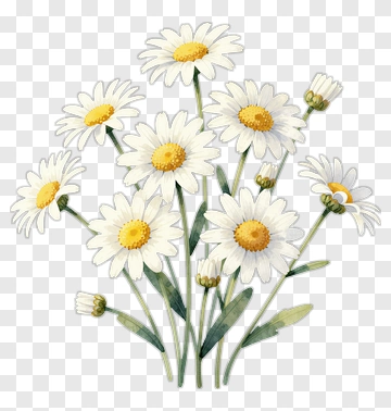 Watercolor Daisy Flower Bouquet PNG