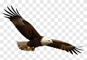 Bald Eagle In Flight PNG