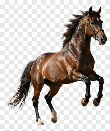 Brown Horse Jumping PNG