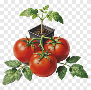 Tomato Plant With Ripe Tomatoes PNG